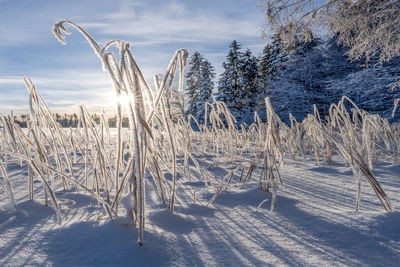 Close-up of snow covered field