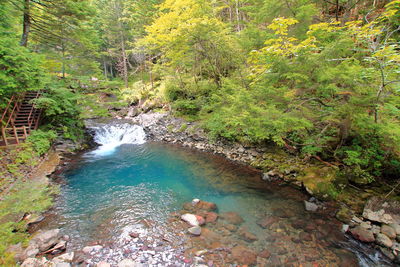 Scenic view of waterfall in forest