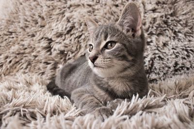 Close-up of cat sitting on rug at home