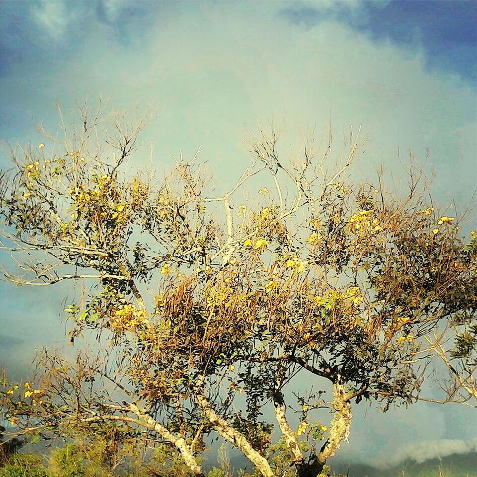 branch, sky, low angle view, growth, beauty in nature, flower, nature, tree, yellow, freshness, cloud - sky, tranquility, fragility, plant, outdoors, leaf, day, no people, scenics, twig