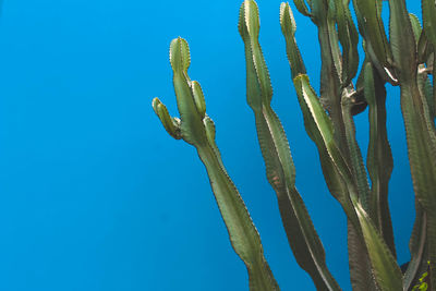 Low angle view of cactus against clear blue sky