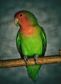 Close-up of parrot perching on wood