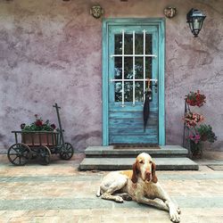 Dog sitting against house