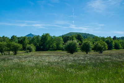 Trees on field against sky