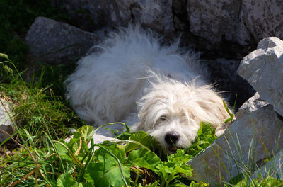 Dog relaxing on rock