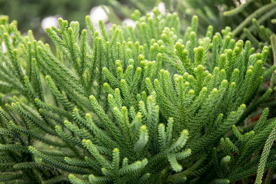 Close-up of pine tree