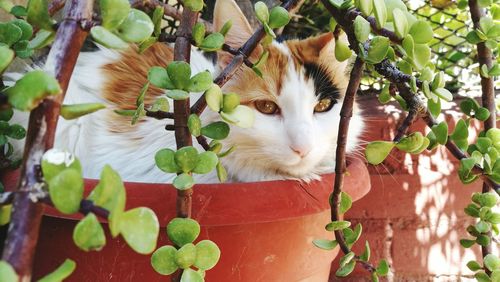 Portrait of cat by tree