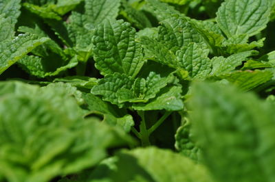 Full frame shot of green leaves