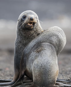 Close-up of seal