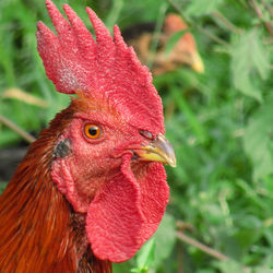 Close-up of rooster