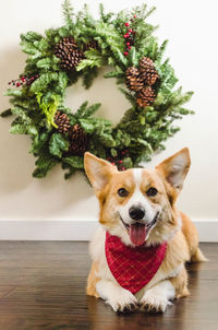 Portrait of dog looking at home