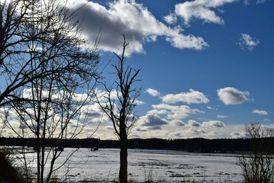 Bare trees against cloudy sky