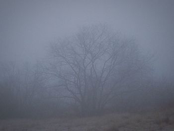 Bare trees in foggy weather