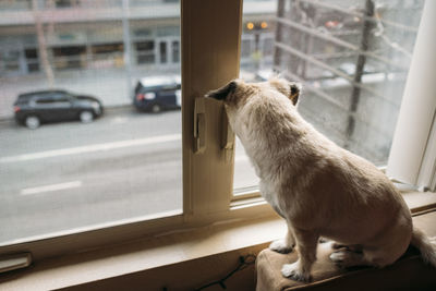 Cat looking through window