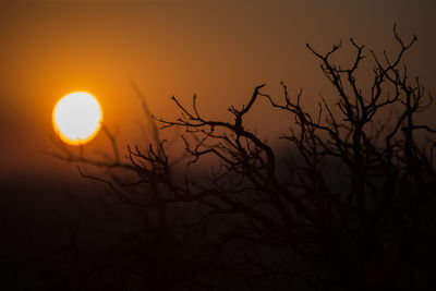 Silhouette bare tree against orange sky