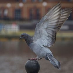 Close-up of bird perching on railing