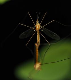 Close-up of insect