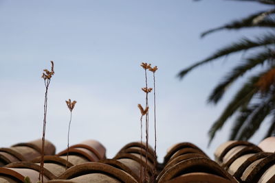 Low angle view of plants against clear sky