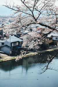 View of cherry blossom by canal in city