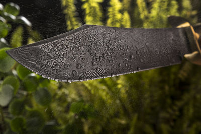 Close-up of feather