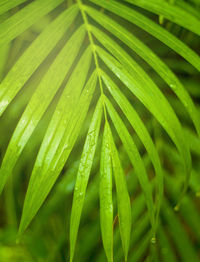 Full frame shot of wet green leaves