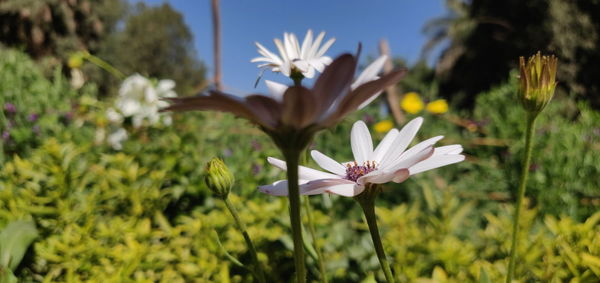 Close-up of white flowering plants on field