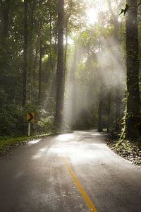 Road amidst trees in forest