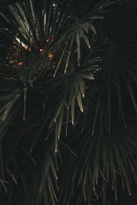 Full frame shot of plants