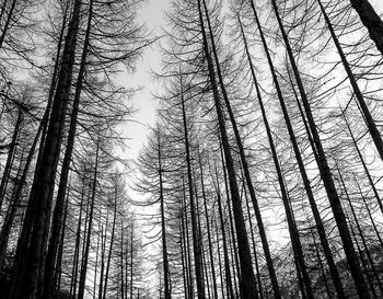 Low angle view of beeches  trees in forest