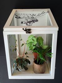 Potted plants on the wall