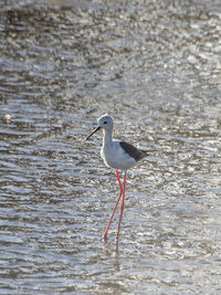 Seagull perching on the beach