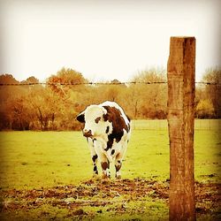 Horse standing on field against clear sky