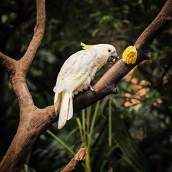 Close-up of parrot perching on branch