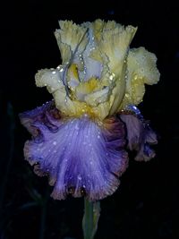 Close-up of flower over black background