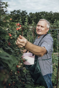 Gardener harvesting berries in garden