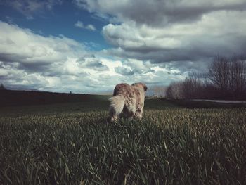 Scenic view of field against cloudy sky