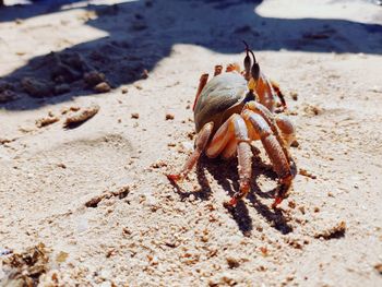 Close-up of crab on sand