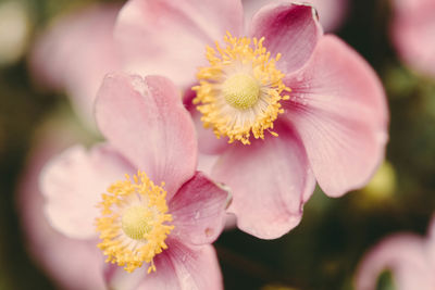 Close-up of pink flower