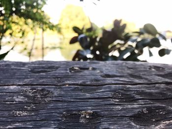 Close-up of leaf on rock