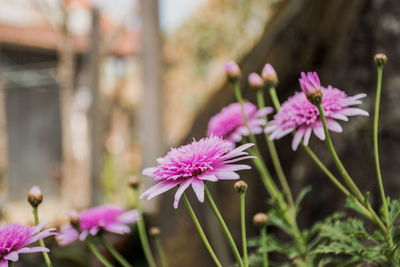 Close-up of pink flowering plant