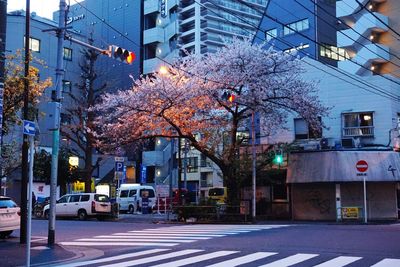 Cherry blossom tree by the intersection at dusk