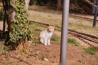 Cat on field