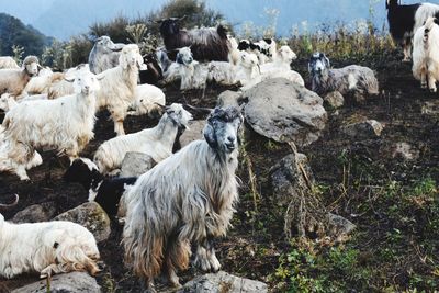 View of sheep on field