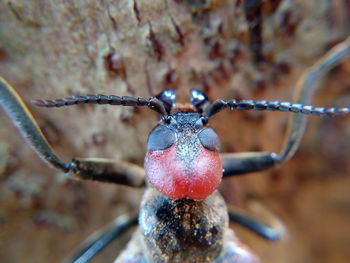 Close-up of red ant on metal