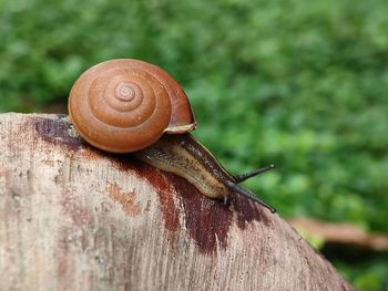 snail