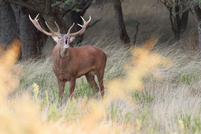 Deer calling on field