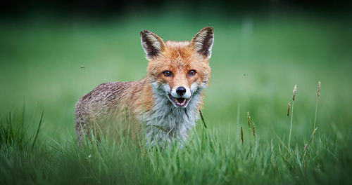 Portrait of rabbit on grassy field