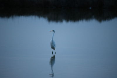 Bird in a lake