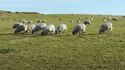 Sheep grazing on field