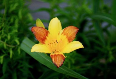 Close-up of yellow flower